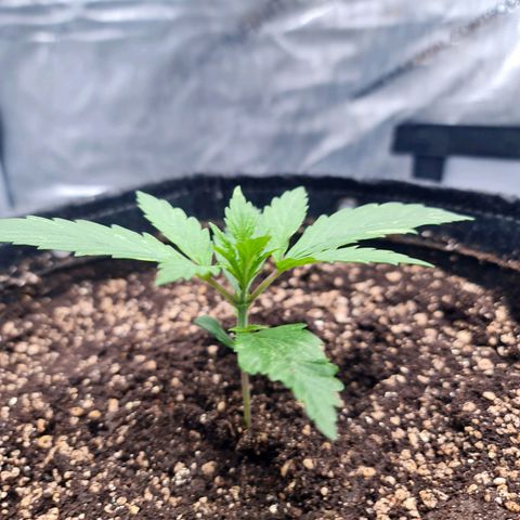 Sweet Cheese Auto growlog timeline photo