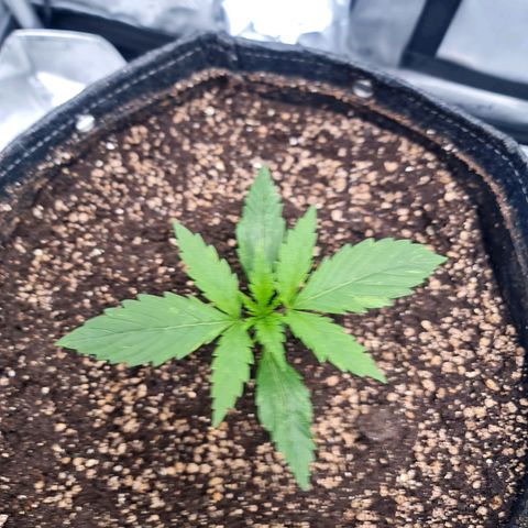 Sweet Cheese Auto growlog timeline photo