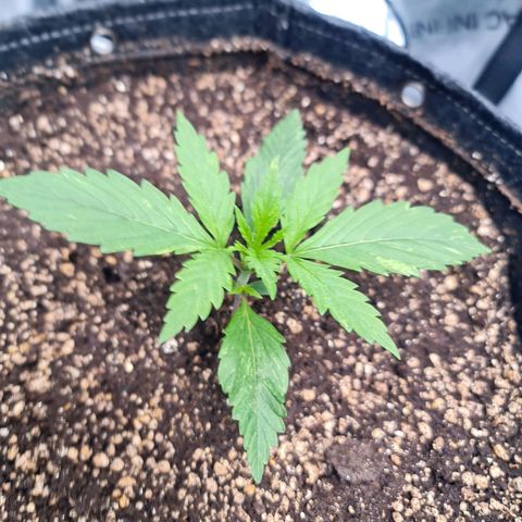 Sweet Cheese Auto growlog timeline photo