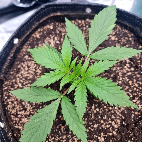 Sweet Cheese Auto growlog timeline photo