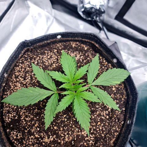 Sweet Cheese Auto growlog timeline photo