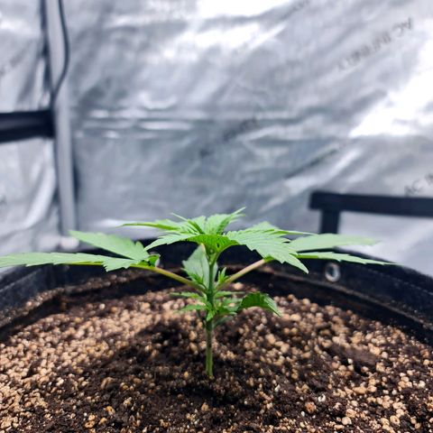 Sweet Cheese Auto growlog timeline photo