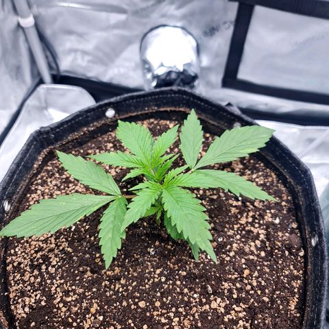 Sweet Cheese Auto growlog timeline photo