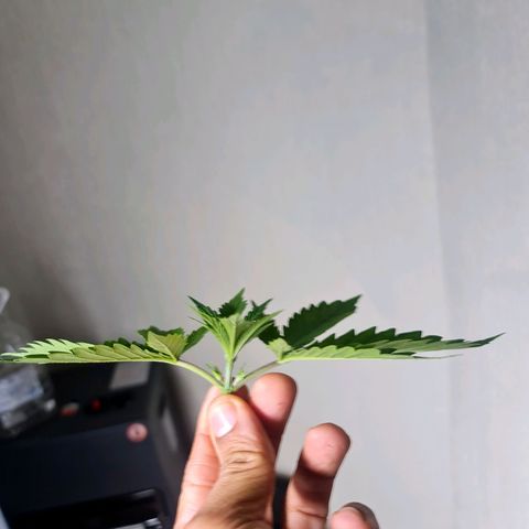Sweet Cheese Auto growlog photo: Topping 