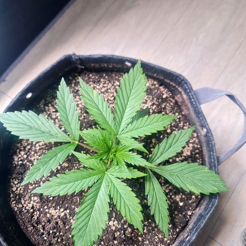 Sweet Cheese Auto growlog photo: Topping 