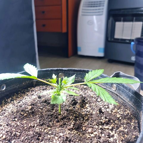 Sweet Cheese Auto growlog photo: Topping 