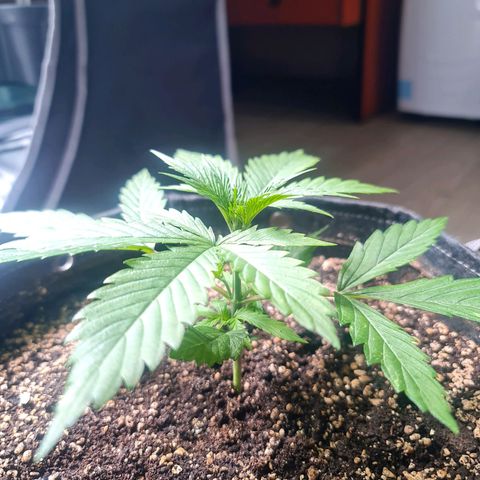 Sweet Cheese Auto growlog photo: Topping 