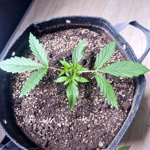 Sweet Cheese Auto growlog photo: Topping 