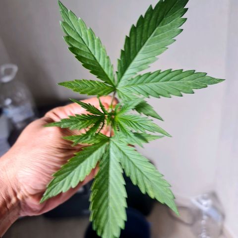 Sweet Cheese Auto growlog photo: Topping 