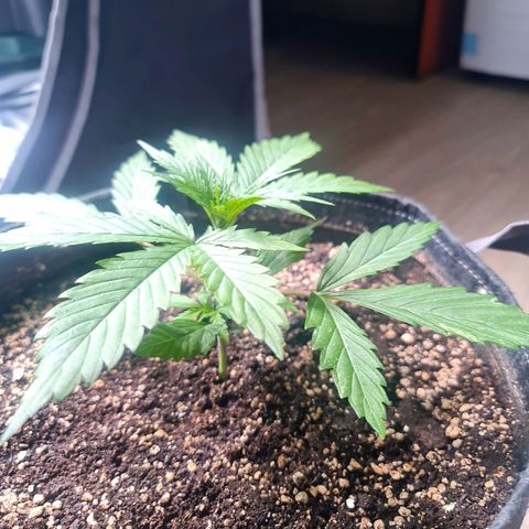 Sweet Cheese Auto growlog photo: Topping 