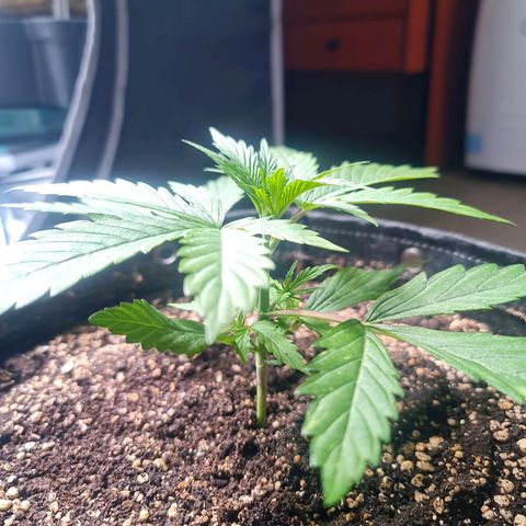 Sweet Cheese Auto growlog photo: Topping 