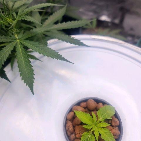 Deep Water Culture  growlog timeline photo
