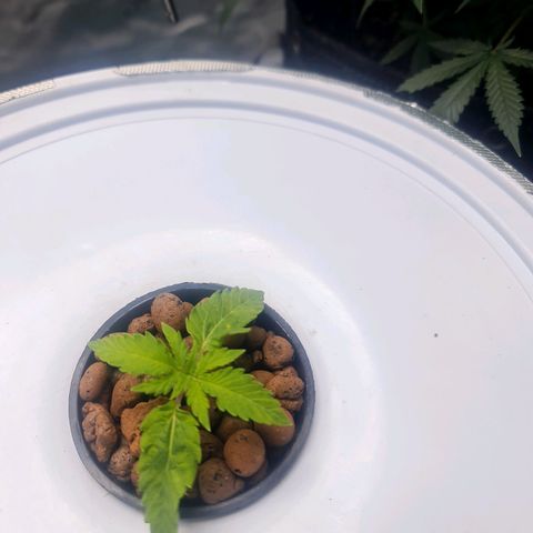Deep Water Culture  growlog timeline photo