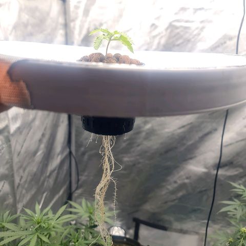 Deep Water Culture  growlog timeline photo