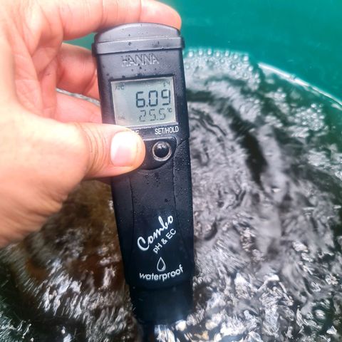Deep Water Culture  growlog timeline photo