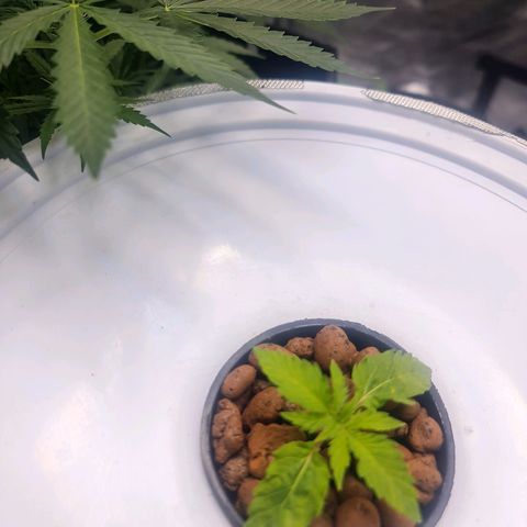 Deep Water Culture  growlog timeline photo