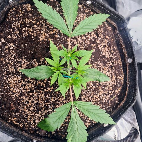 Sweet Cheese Auto growlog timeline photo