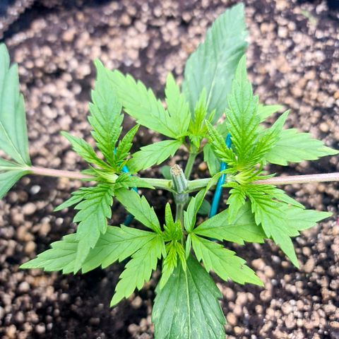 Sweet Cheese Auto growlog timeline photo