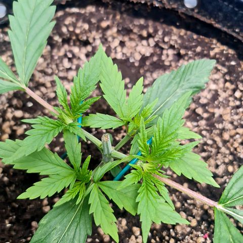 Sweet Cheese Auto growlog timeline photo