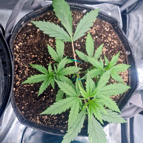 Sweet Cheese Auto growlog timeline photo