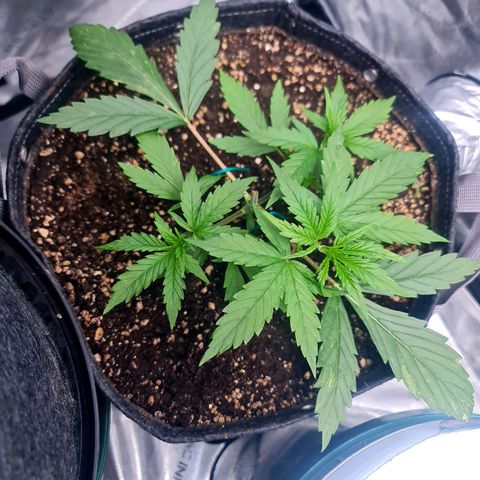Sweet Cheese Auto growlog timeline photo