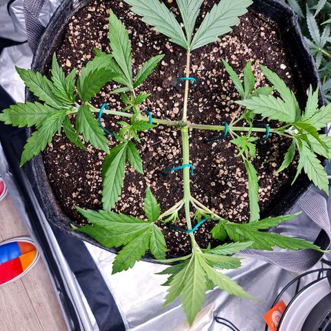 Sweet Cheese Auto growlog timeline photo