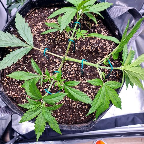 Sweet Cheese Auto growlog timeline photo