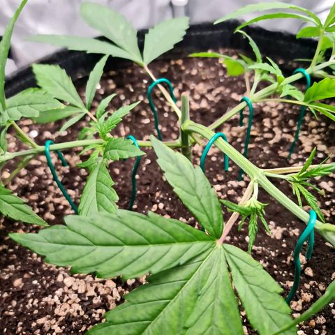 Sweet Cheese Auto growlog timeline photo