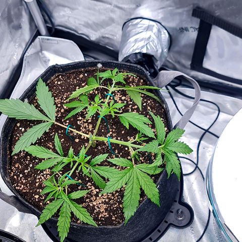 Sweet Cheese Auto growlog timeline photo