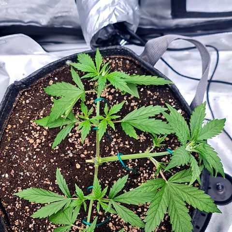 Sweet Cheese Auto growlog timeline photo