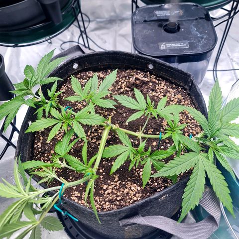 Sweet Cheese Auto growlog timeline photo