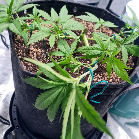 Sweet Cheese Auto growlog timeline photo