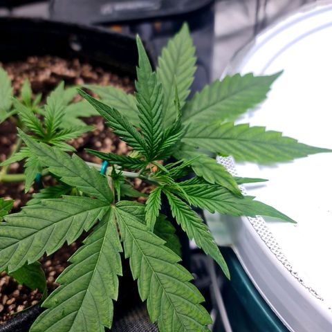 Sweet Cheese Auto growlog timeline photo