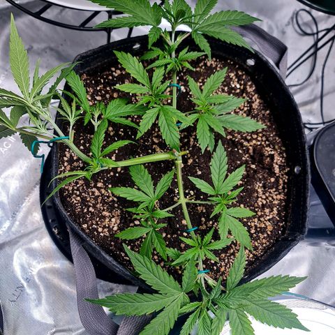 Sweet Cheese Auto growlog timeline photo
