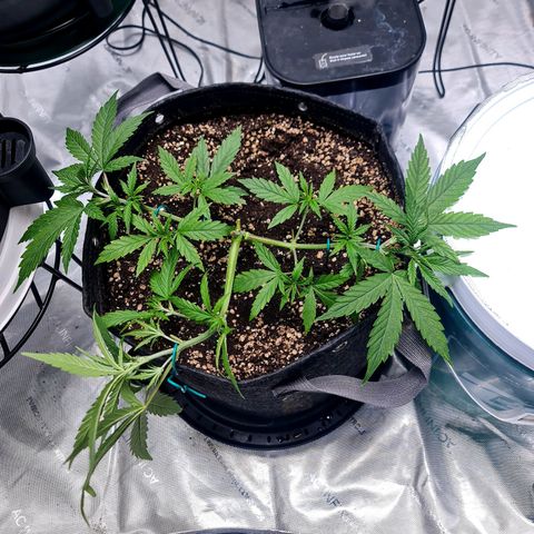 Sweet Cheese Auto growlog timeline photo