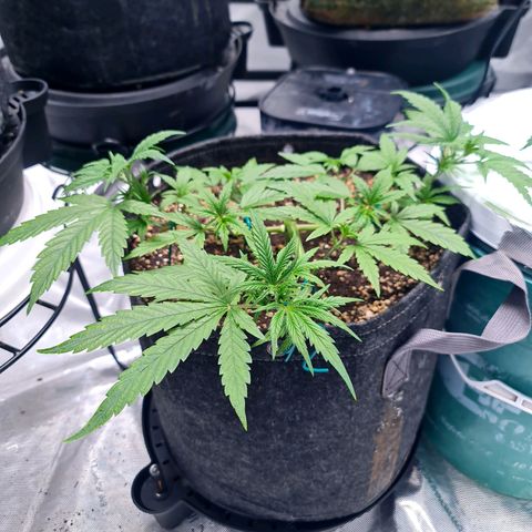 Sweet Cheese Auto growlog timeline photo