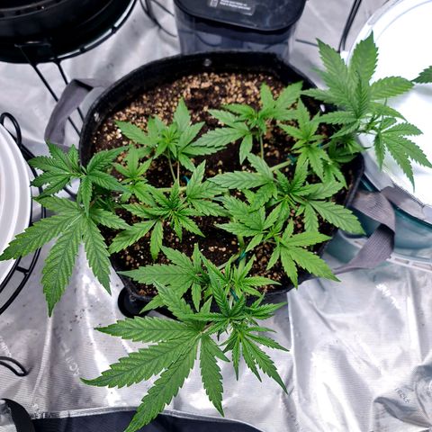 Sweet Cheese Auto growlog timeline photo