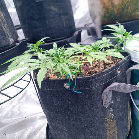 Sweet Cheese Auto growlog timeline photo