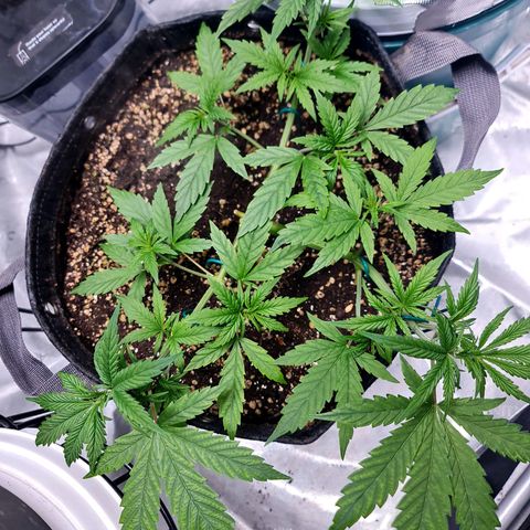 Sweet Cheese Auto growlog timeline photo