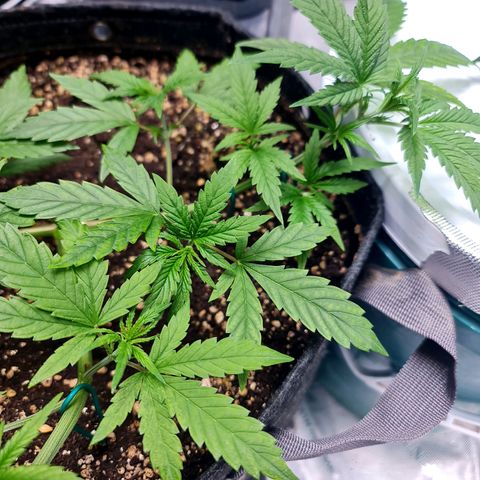 Sweet Cheese Auto growlog timeline photo