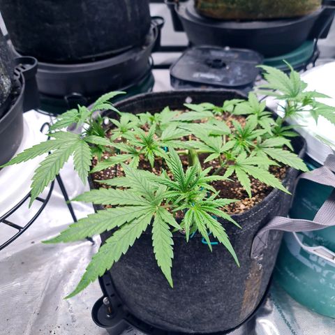 Sweet Cheese Auto growlog timeline photo