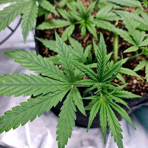 Sweet Cheese Auto growlog timeline photo