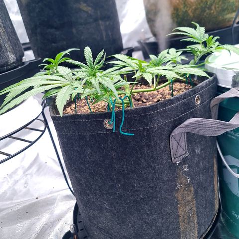 Sweet Cheese Auto growlog timeline photo
