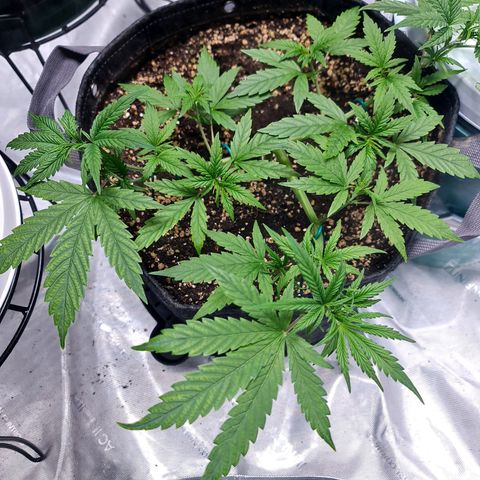 Sweet Cheese Auto growlog timeline photo