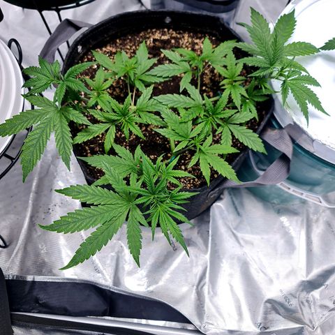 Sweet Cheese Auto growlog timeline photo
