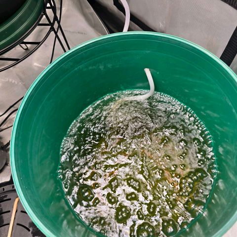 Deep Water Culture  growlog timeline photo