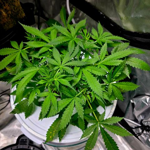 Deep Water Culture  growlog timeline photo