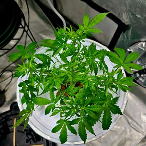 Deep Water Culture  growlog timeline photo