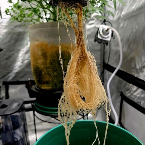 Deep Water Culture  growlog timeline photo