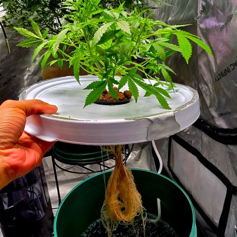 Deep Water Culture  growlog timeline photo